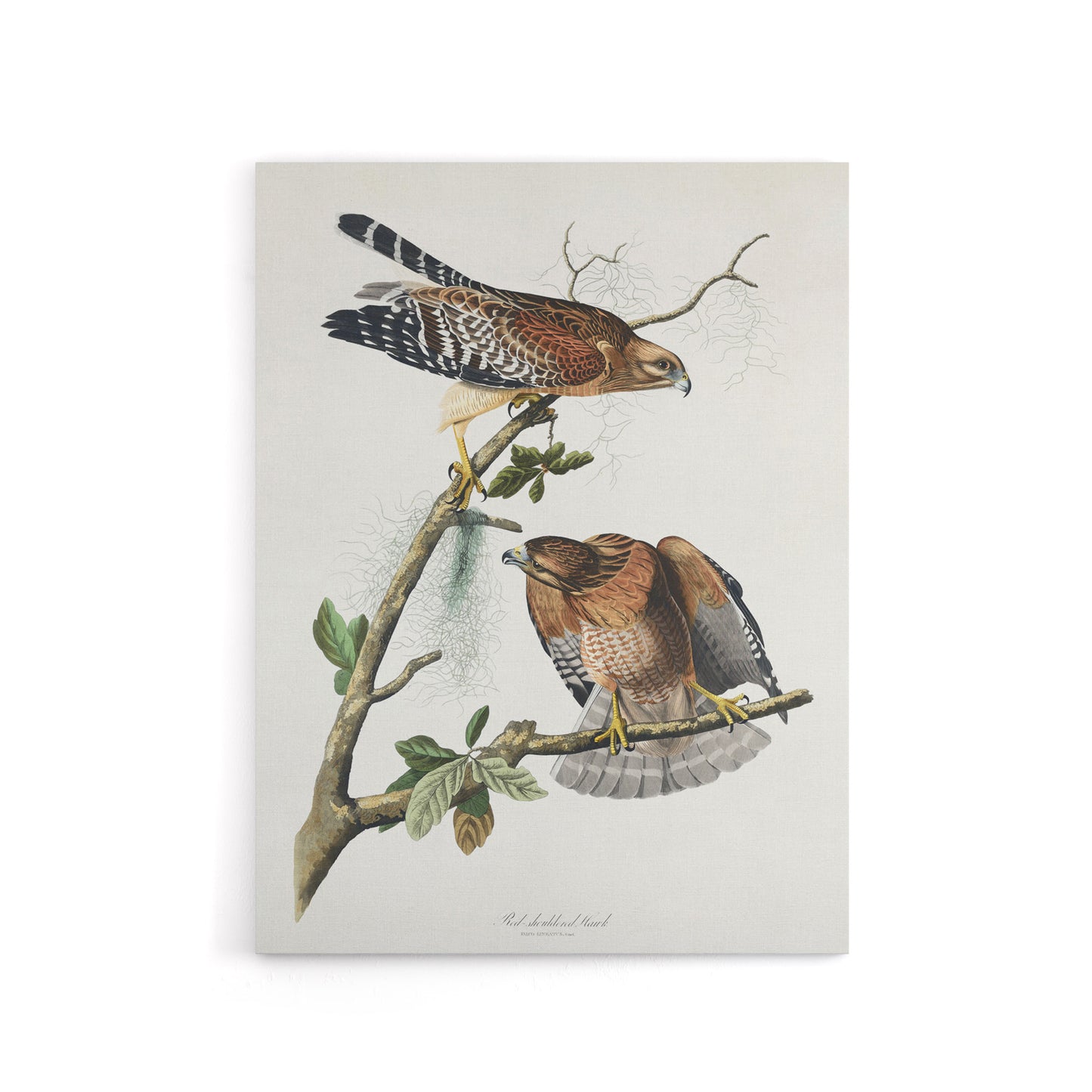 Red Shouldered Hawk Audubon Nature Canvas Wall Art