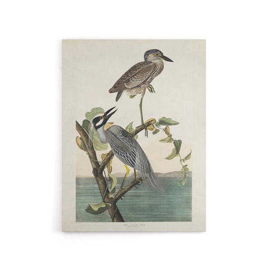 Yellow Crowned Heron Audubon Nature Canvas Wall Art