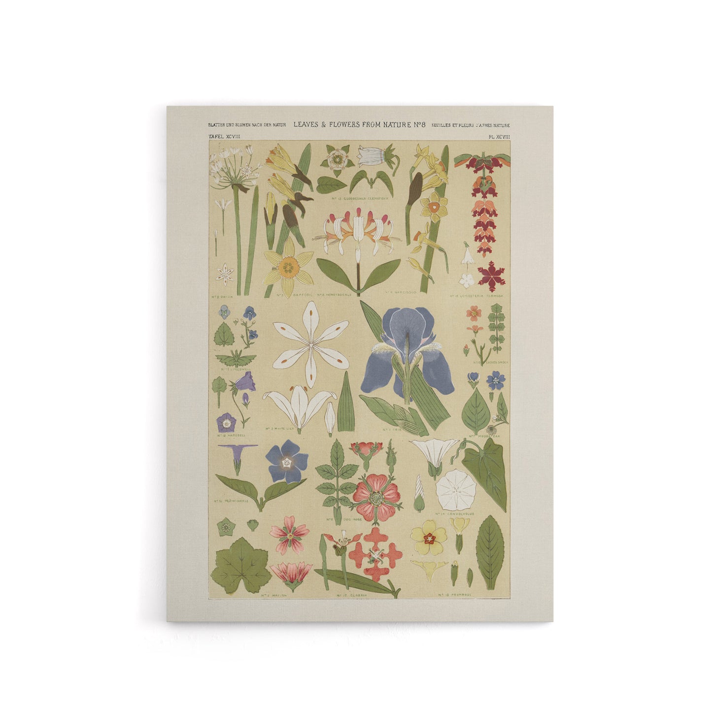 Leaves and Flowers From Nature No 8 Jones Canvas Wall Art