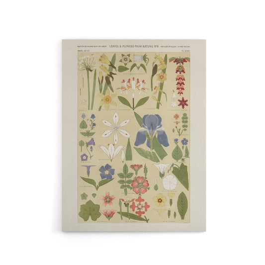 Leaves and Flowers From Nature No 8 Jones Canvas Wall Art