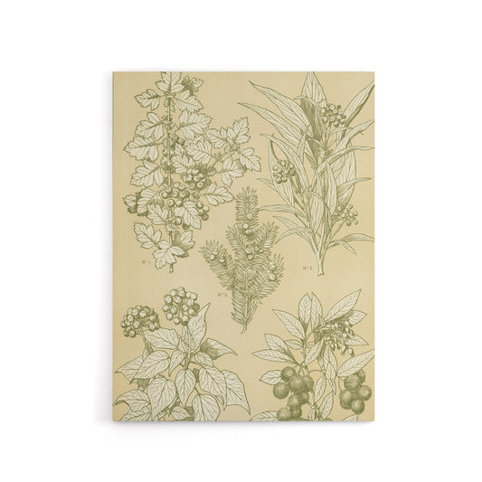 Leaves From Nature No 7 Botanical Jones Vintage Canvas Wall Art