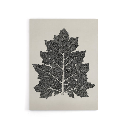 Black and White Leaf Drawing Owen Jones Vintage Canvas Wall Art
