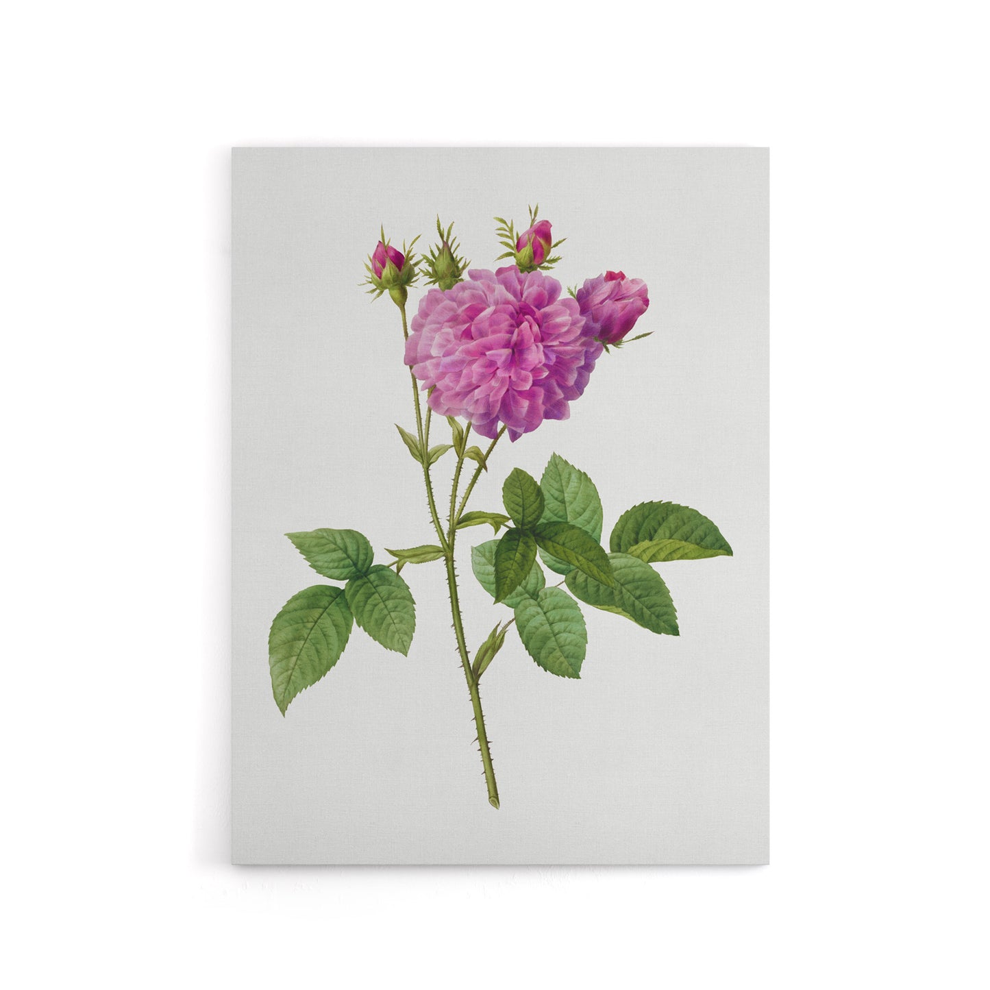 Agatha Rose Floral Redoute Vintage Canvas Wall Art