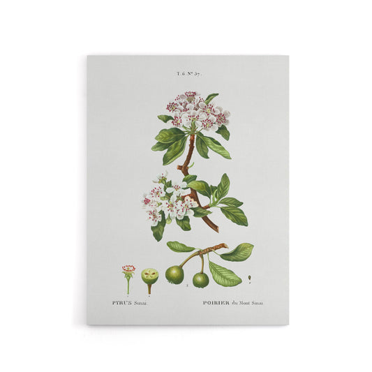 Almond Leaved Pear Tree Redoute Vintage Canvas Wall Art