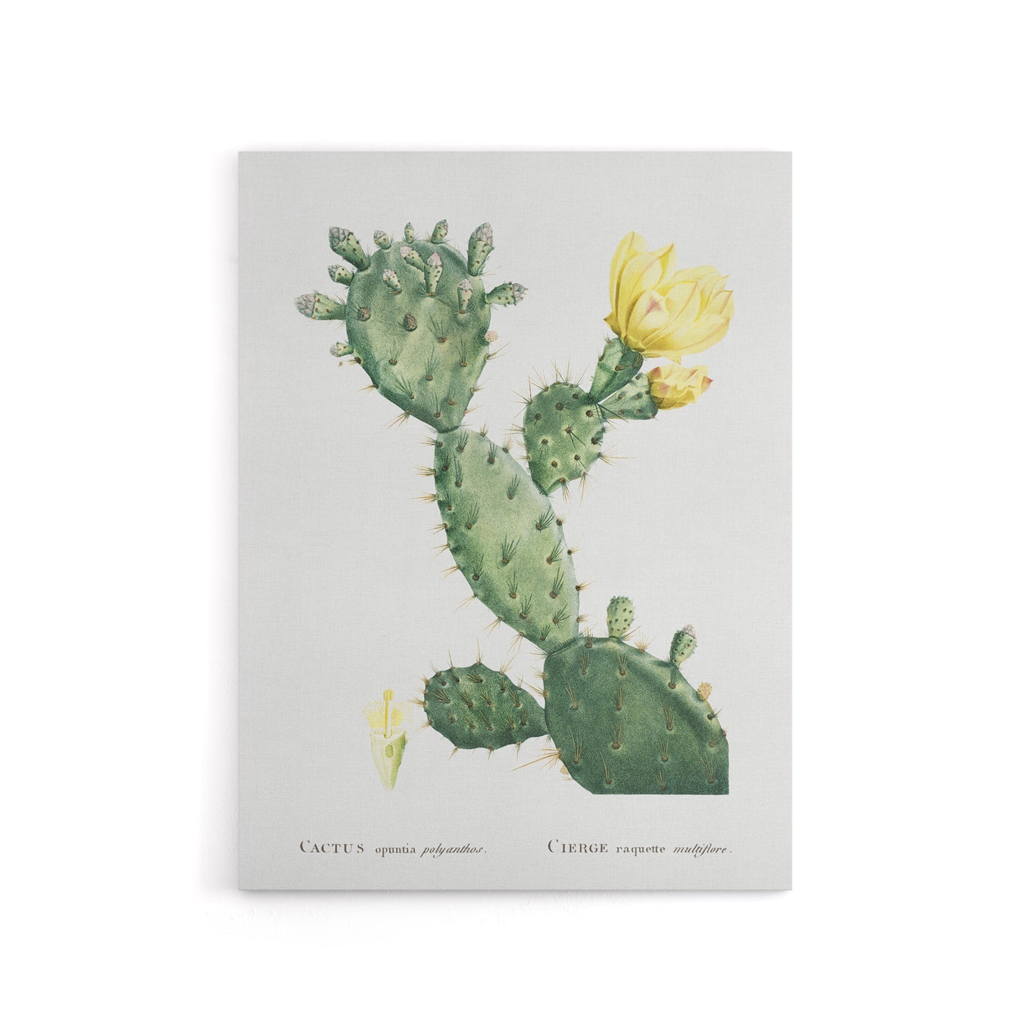 Opuntia Polyanthos Cactus Redoute Vintage Canvas Wall Art
