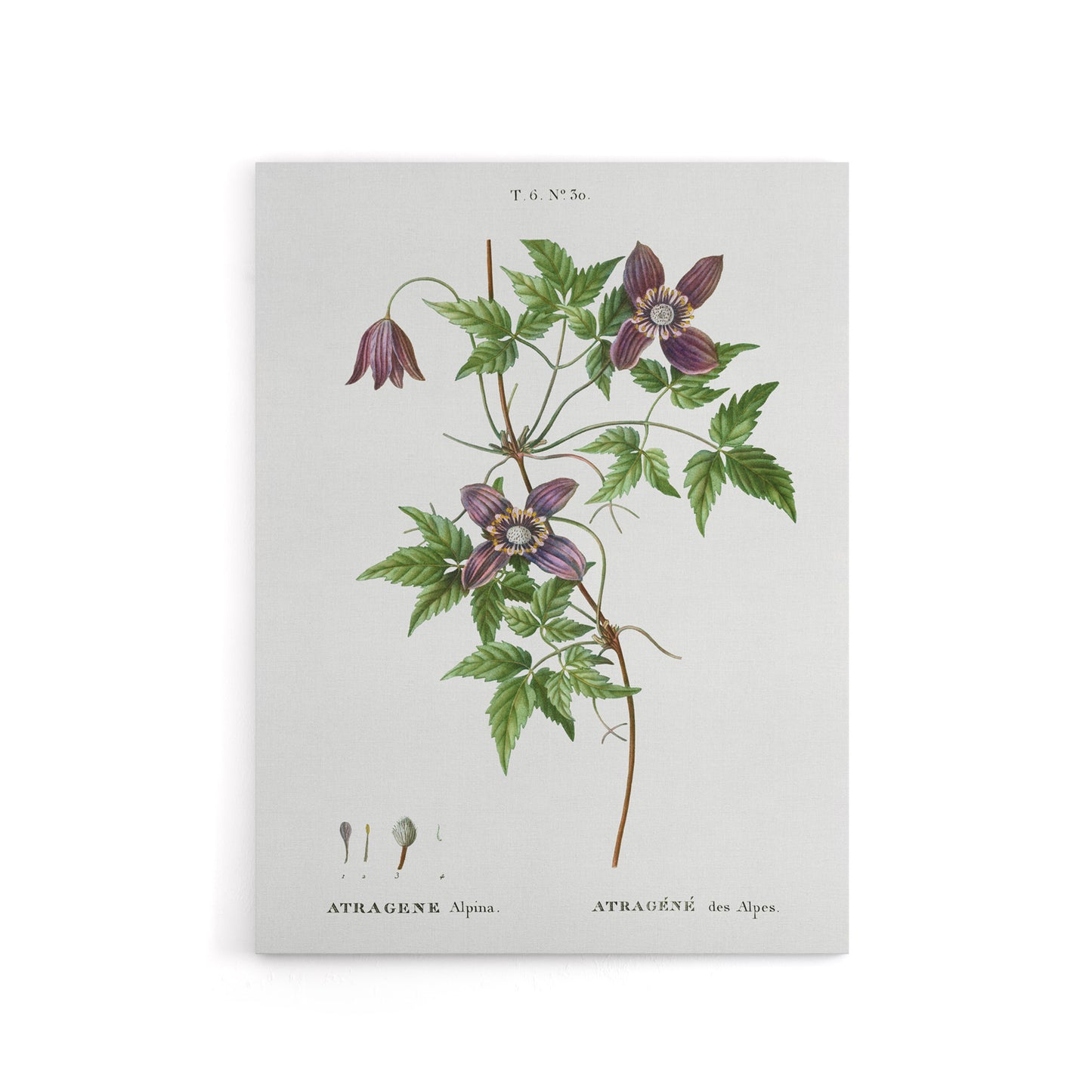Alpine Clematis Flower Redoute Vintage Canvas Wall Art