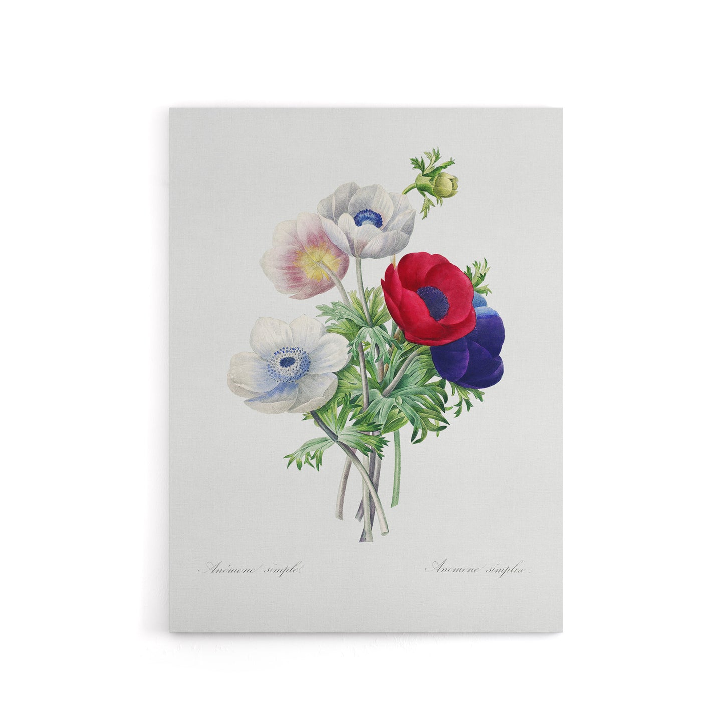 Anemone Flowers Botanical Redoute Vintage Canvas Wall Art