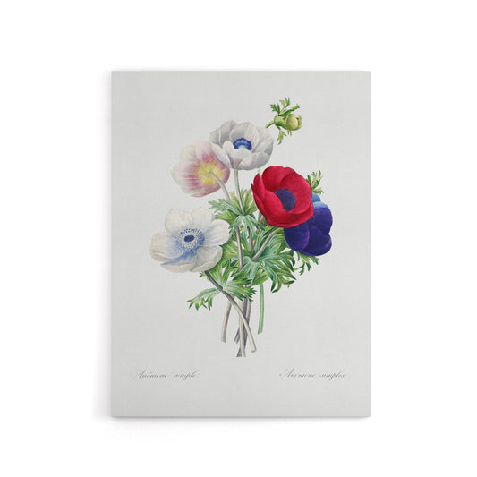 Anemone Flowers Botanical Redoute Vintage Canvas Wall Art