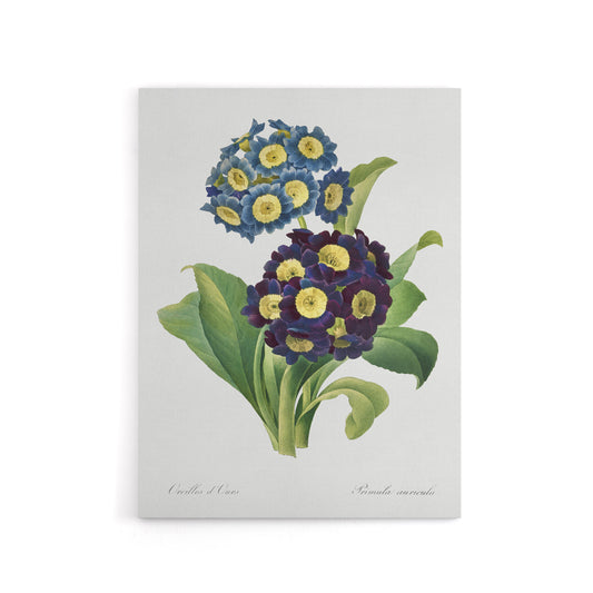 Floral Primula Auricula Redoute Vintage Canvas Wall Art