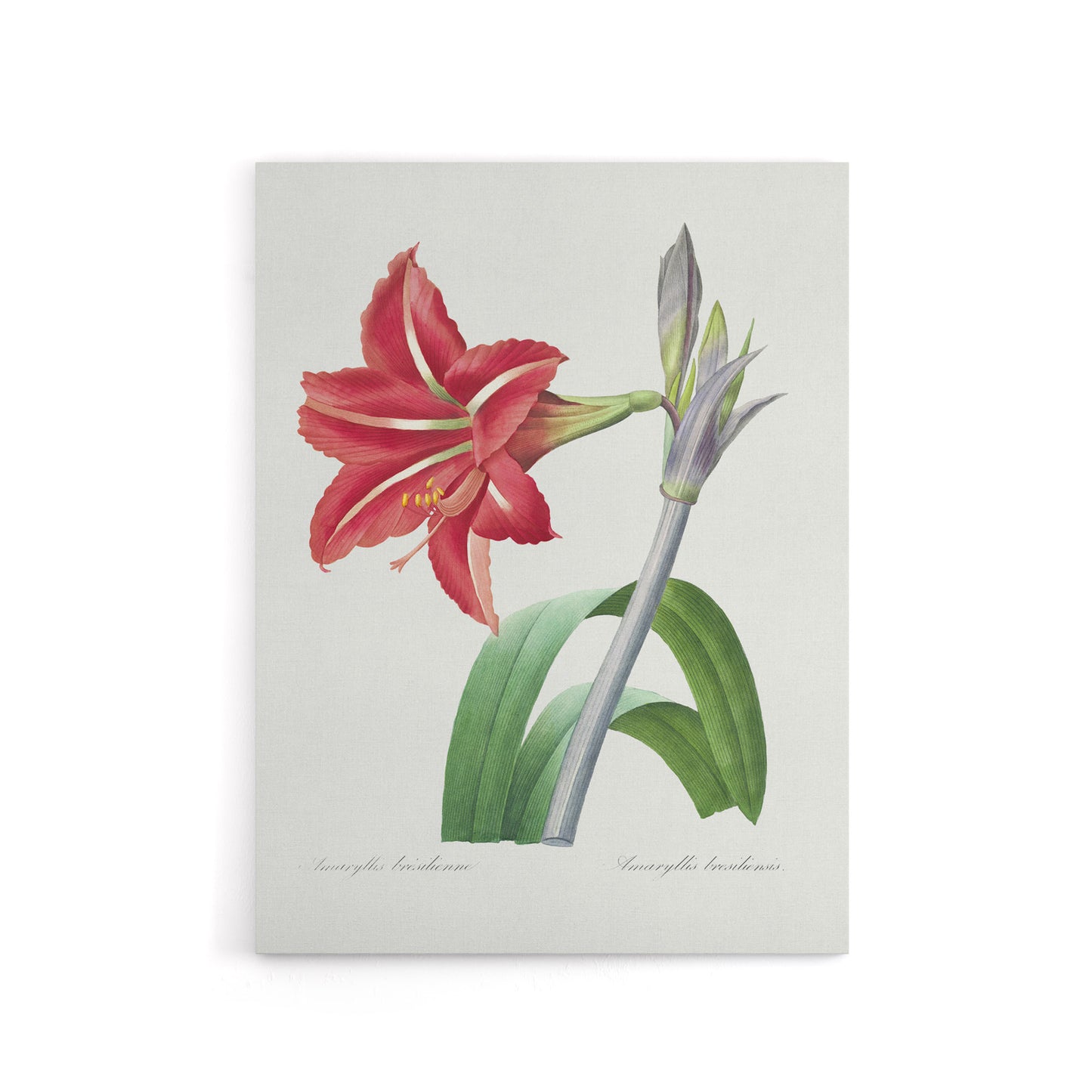 Brazilian Amaryllis Flower Redoute Vintage Canvas Wall Art