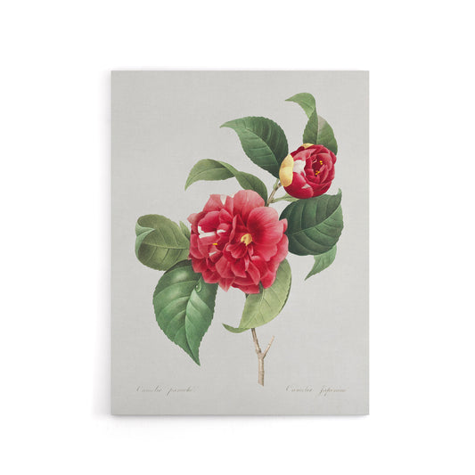 Camelia Floral Illustration Redoute Vintage Canvas Wall Art