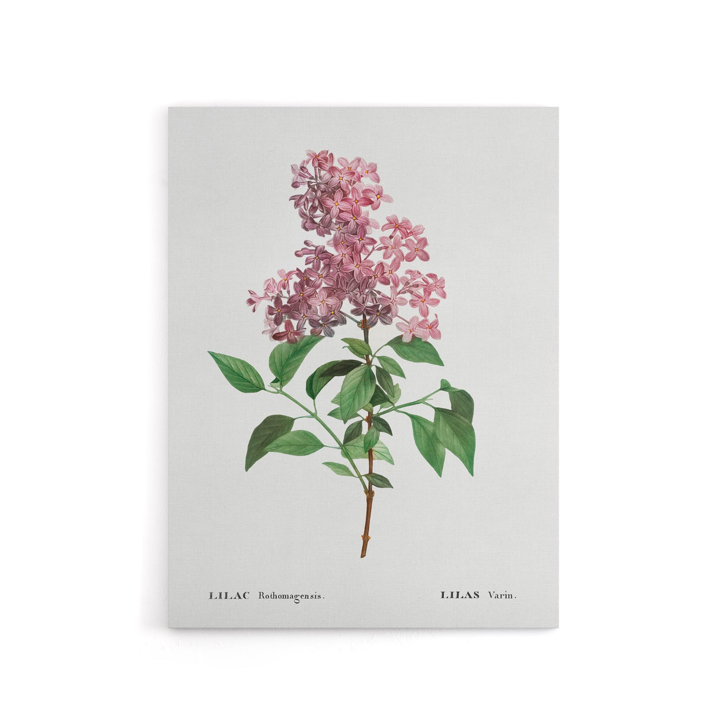 Chinese Lilac Floral Redoute Vintage Canvas Wall Art