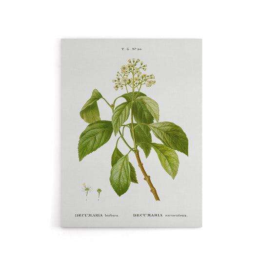 Climbing Hydrangea Flowers Redoute Vintage Canvas Wall Art