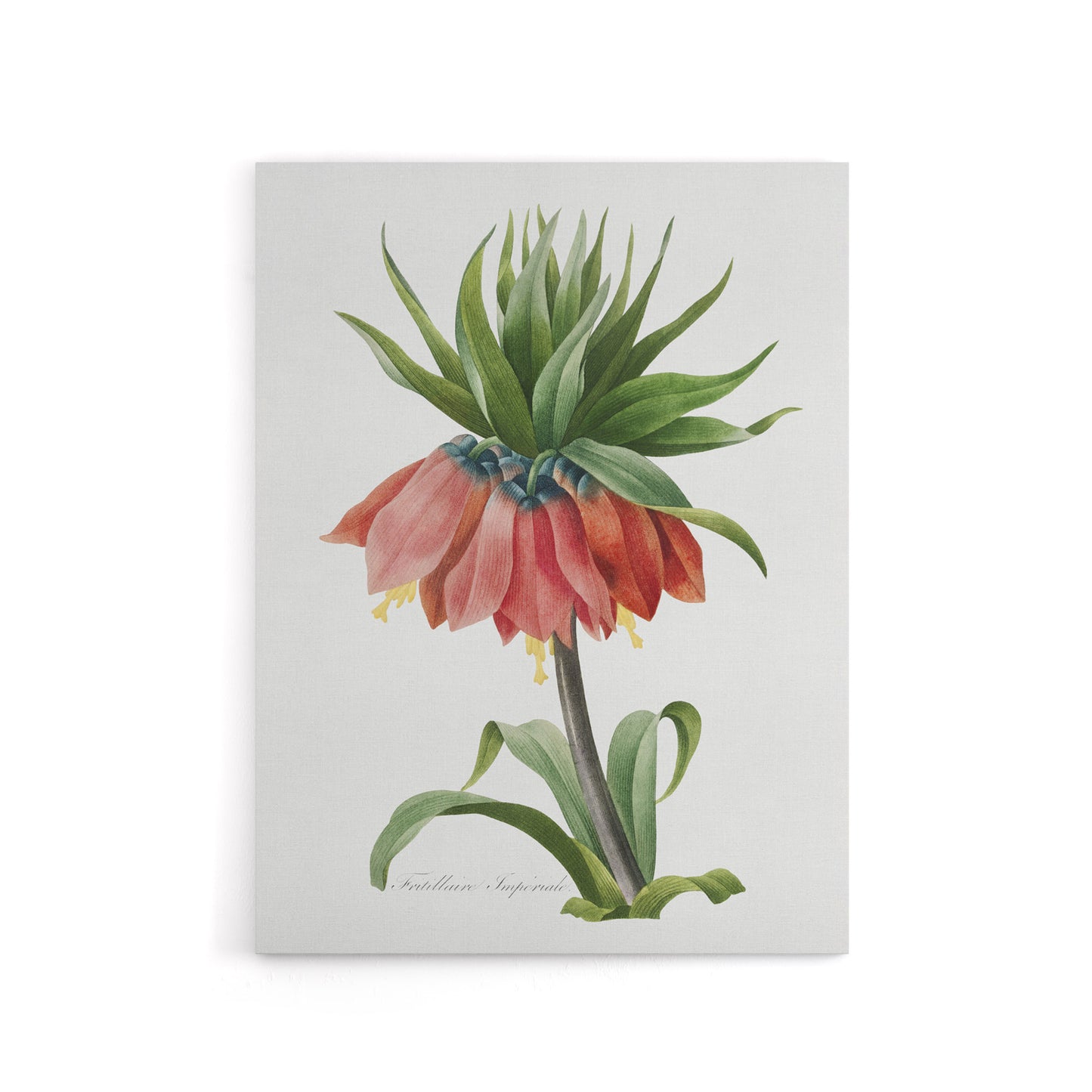 Crown Imperial Flower Redoute Vintage Canvas Wall Art