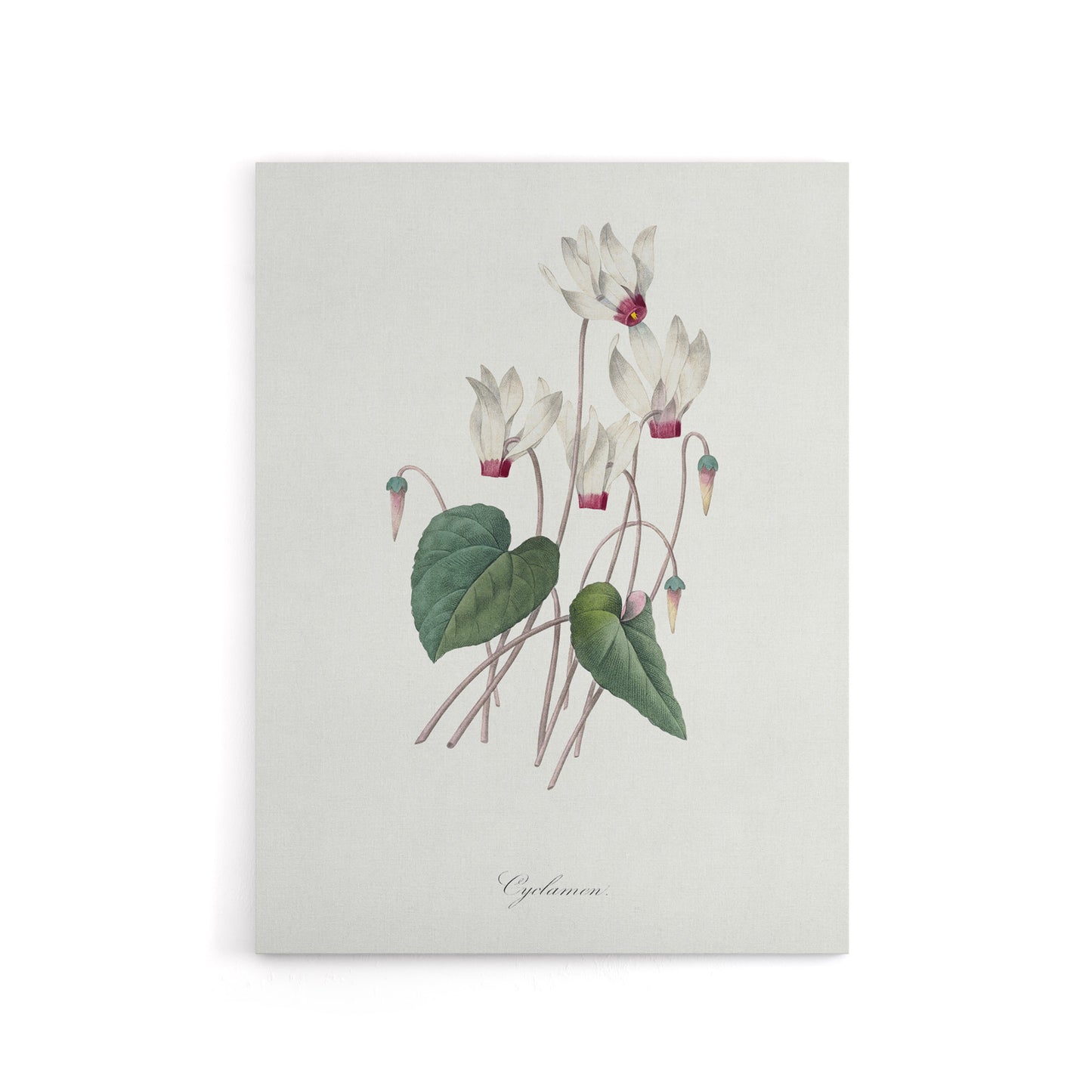 Cyclamen Floral Illustration Redoute Vintage Canvas Wall Art