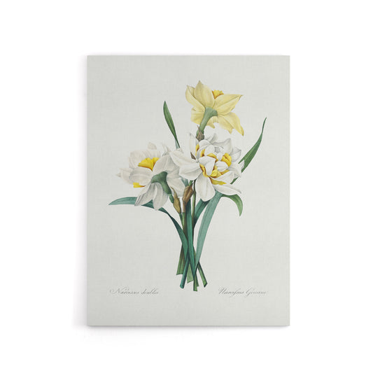 Daffodil Floral Illustration Redoute Vintage Canvas Wall Art