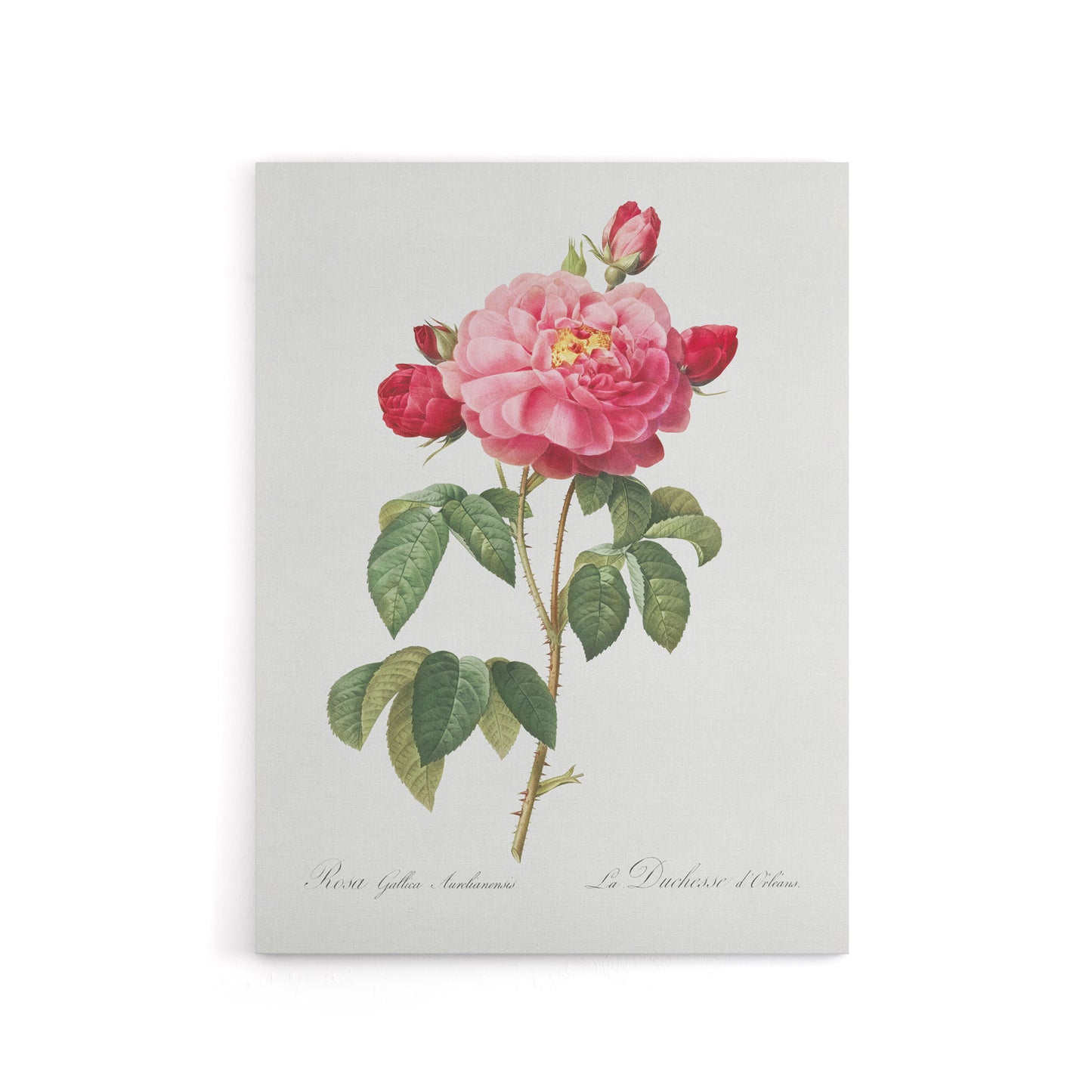 French Rose Botanical Redoute Vintage Canvas Wall Art