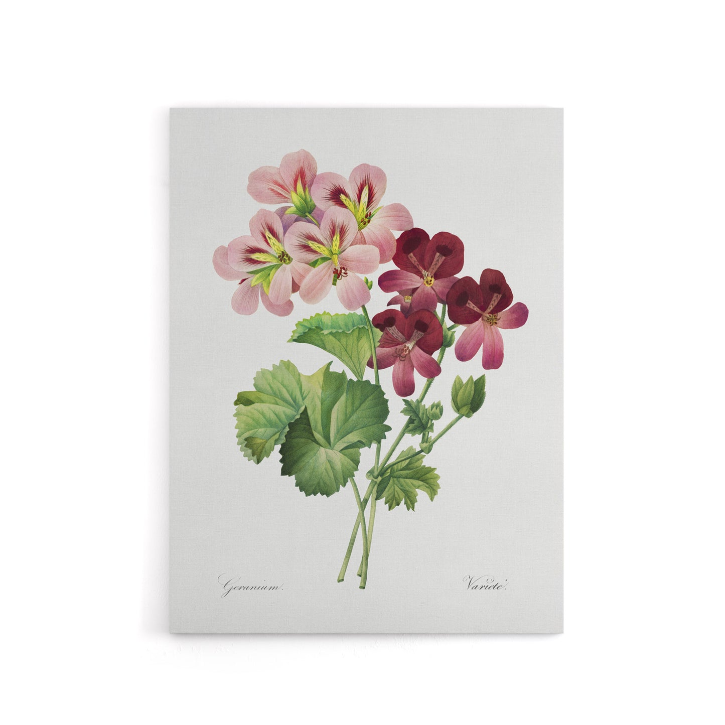 Geranium Flowers Illustration Redoute Vintage Canvas Wall Art
