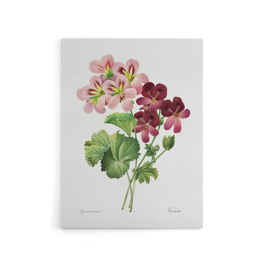 Geranium Flowers Illustration Redoute Vintage Canvas Wall Art