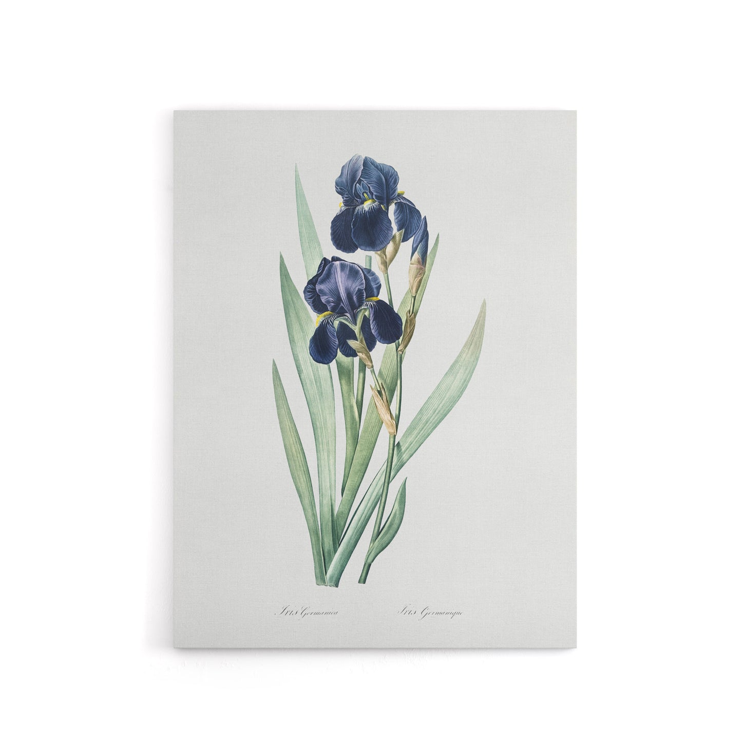 Bearded Iris Botanical Redoute Vintage Canvas Wall Art