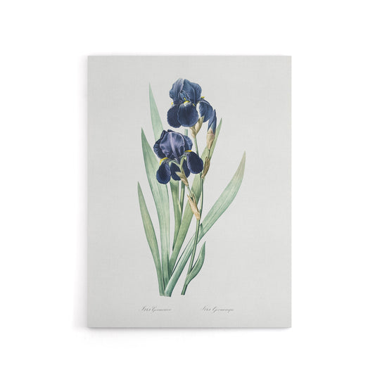 Bearded Iris Botanical Redoute Vintage Canvas Wall Art
