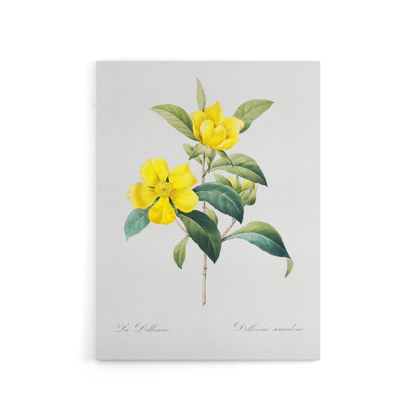 Golden Guinea Vine Flowers Redoute Vintage Canvas Wall Art