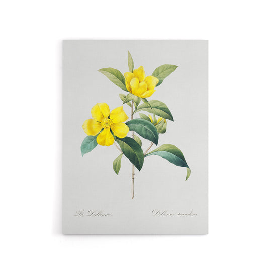 Golden Guinea Vine Flowers Redoute Vintage Canvas Wall Art