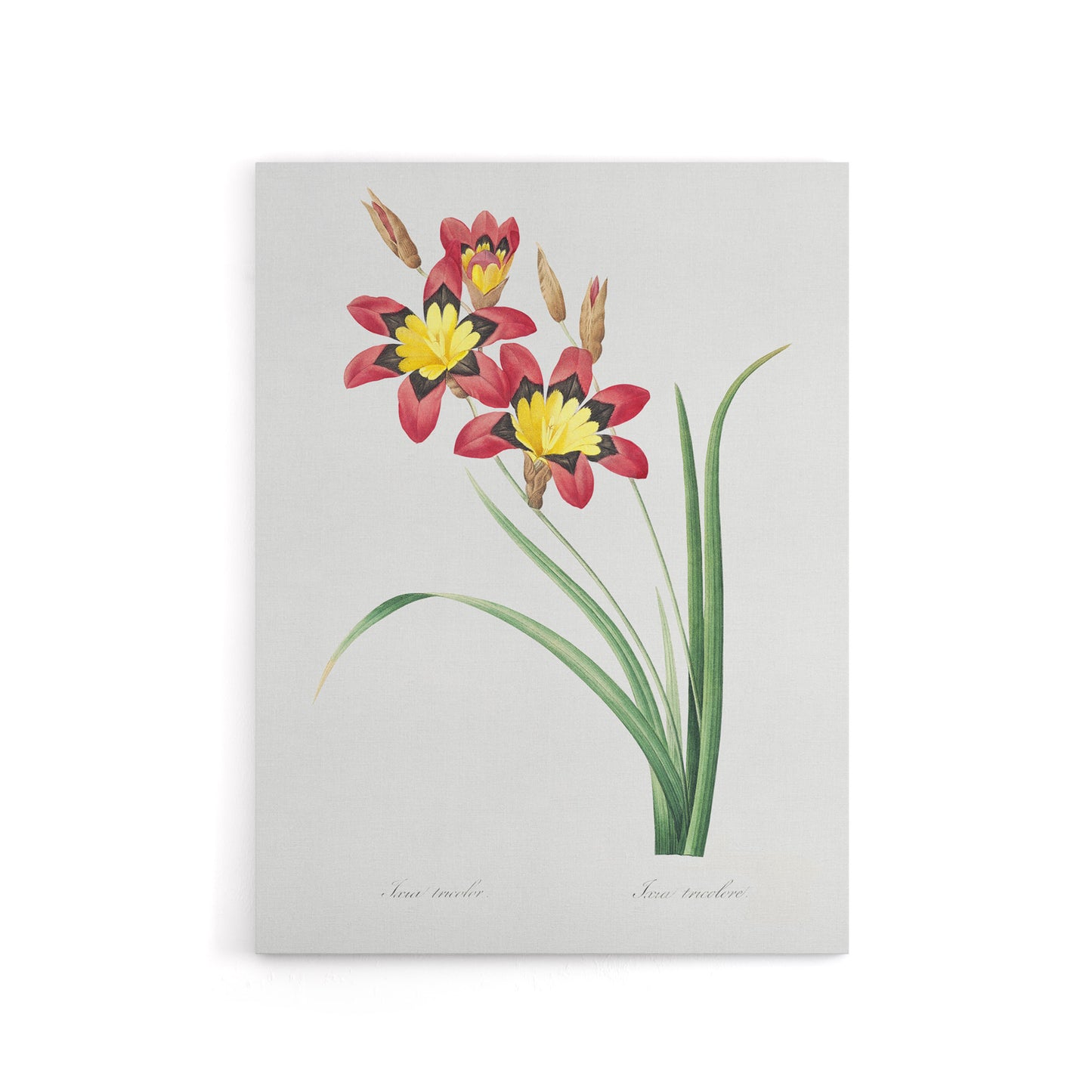 Harlequin Flowers Floral Redoute Vintage Canvas Wall Art