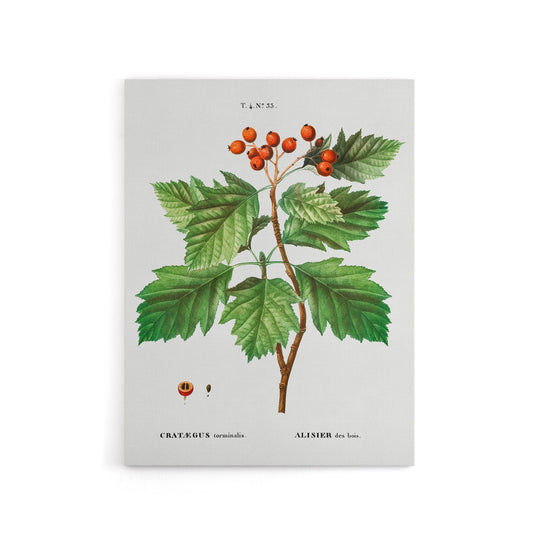 Hawthorn Botanical Illustration Redoute Vintage Canvas Wall Art