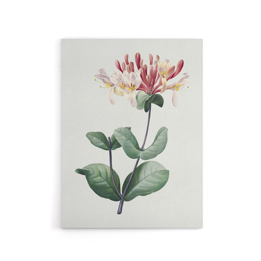 Honeysuckle Botanical Redoute Vintage Canvas Wall Art