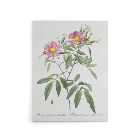 Hudson Swamp Rose Flowers Redoute Vintage Canvas Wall Art