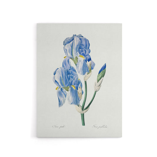 Iris Pallida Botanical Redoute Vintage Canvas Wall Art