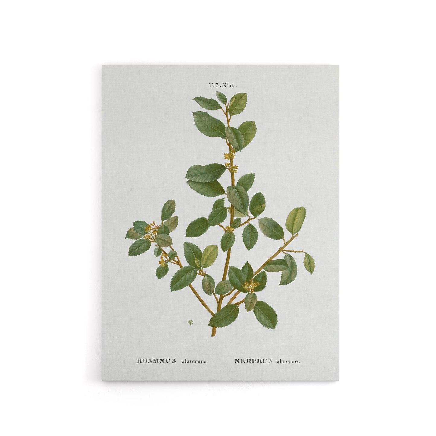 Italian Buckthorn Botanical Redoute Vintage Canvas Wall Art
