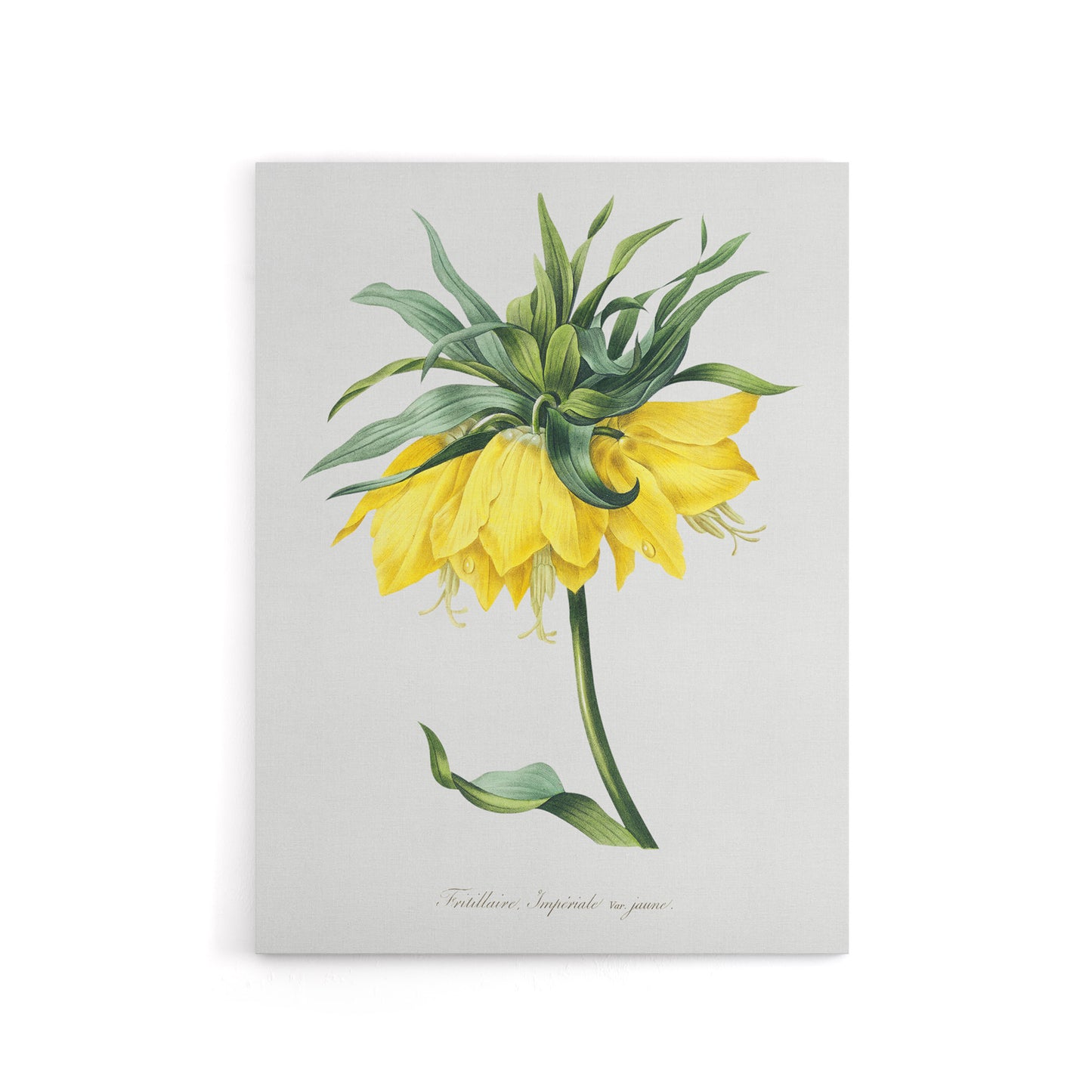 Yellow Crown Imperial Flower Redoute Vintage Canvas Wall Art