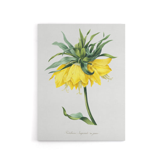 Yellow Crown Imperial Flower Redoute Vintage Canvas Wall Art