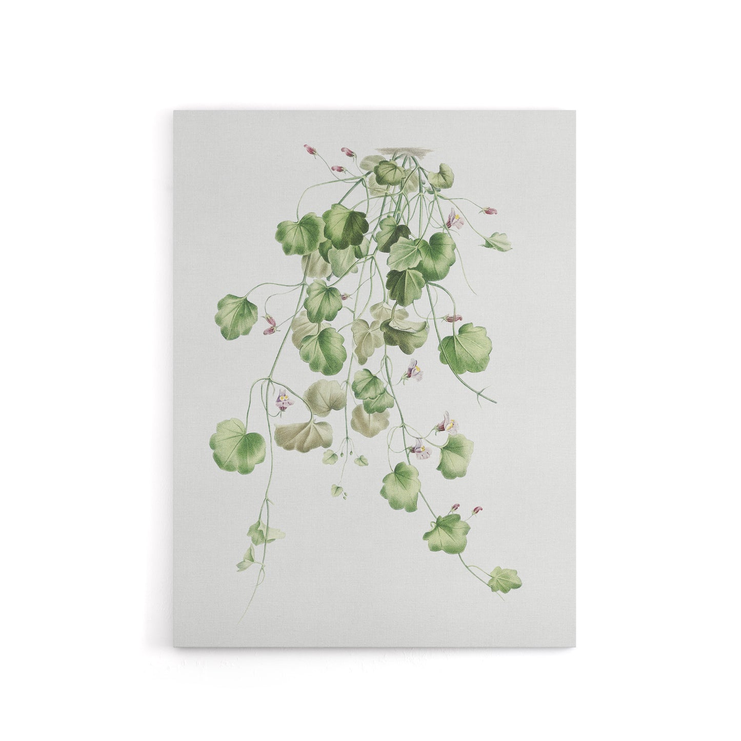 Kenilworth Ivy Botanical Redoute Vintage Canvas Wall Art