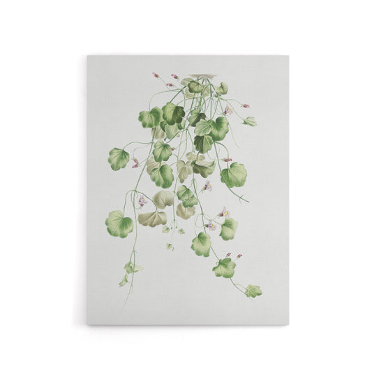 Kenilworth Ivy Botanical Redoute Vintage Canvas Wall Art
