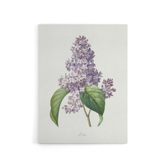 Lilac Floral Illustration Redoute Vintage Canvas Wall Art