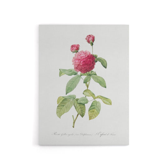 Agatha Rose Botanical Redoute Vintage Canvas Wall Art