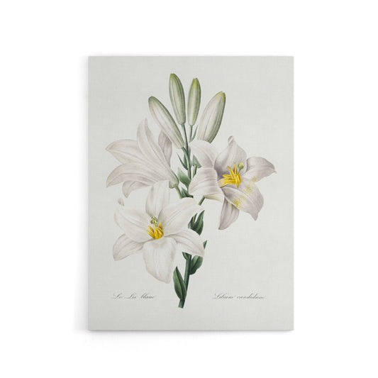 White Lily Botanical Redoute Vintage Canvas Wall Art