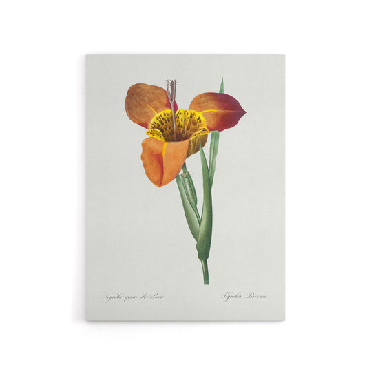 Tiger Flower Botanical Redoute Vintage Canvas Wall Art