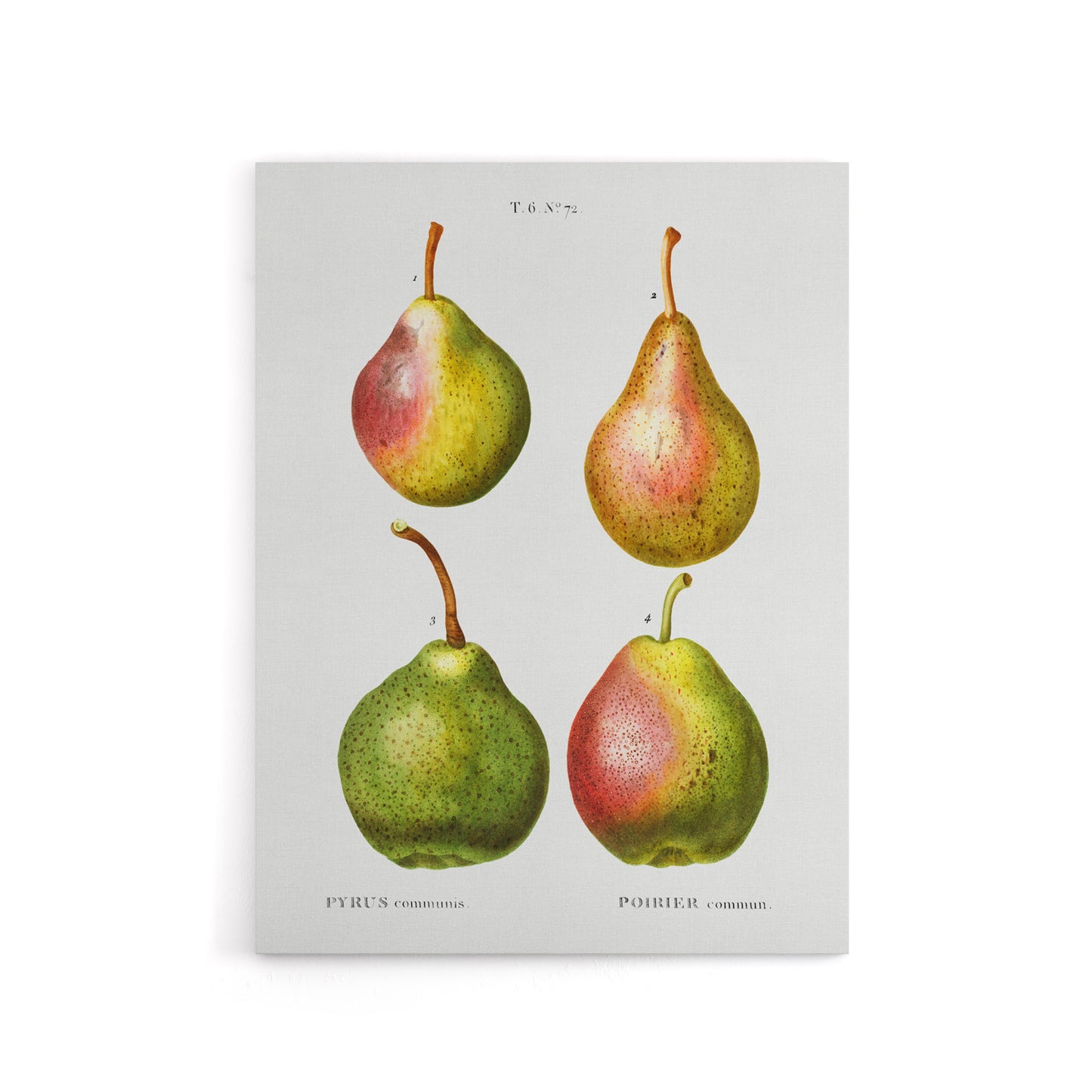 Pear Fruit Illustration Redoute Vintage Canvas Wall Art