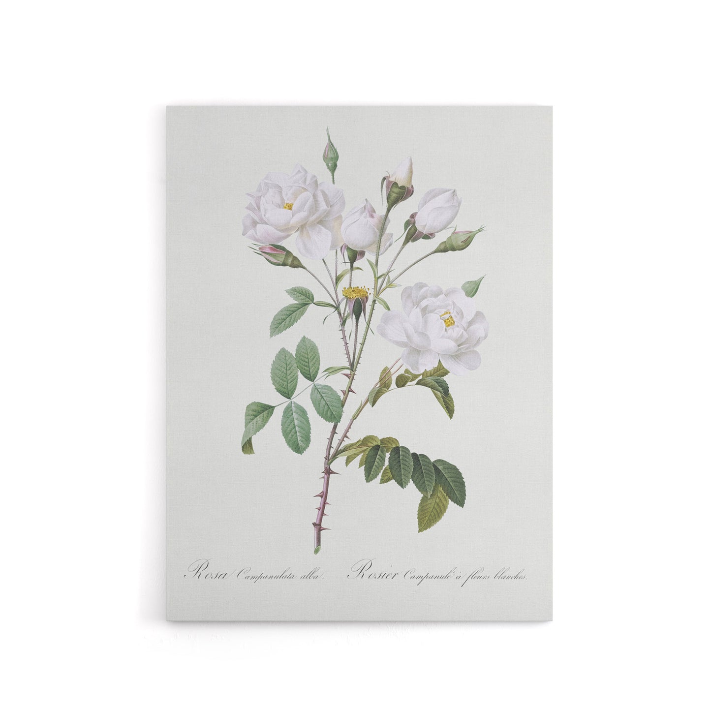 White Rose Floral Illustration Redoute Vintage Canvas Wall Art