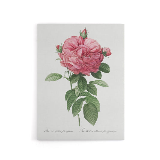 Giant Gallica Rose Floral Redoute Vintage Canvas Wall Art