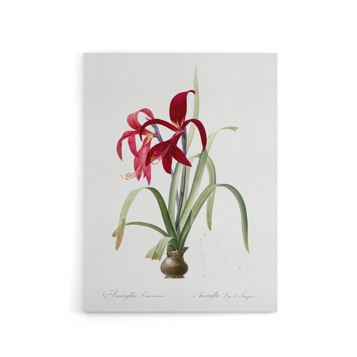 Aztec Lily Botanical Redoute Vintage Canvas Wall Art