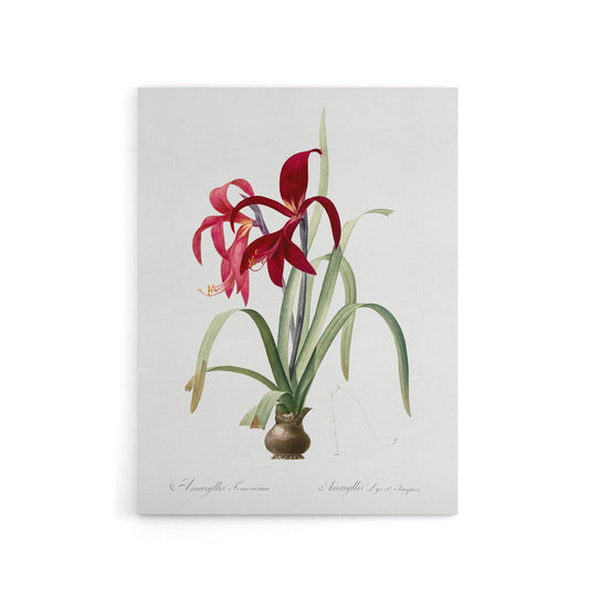 Aztec Lily Botanical Redoute Vintage Canvas Wall Art