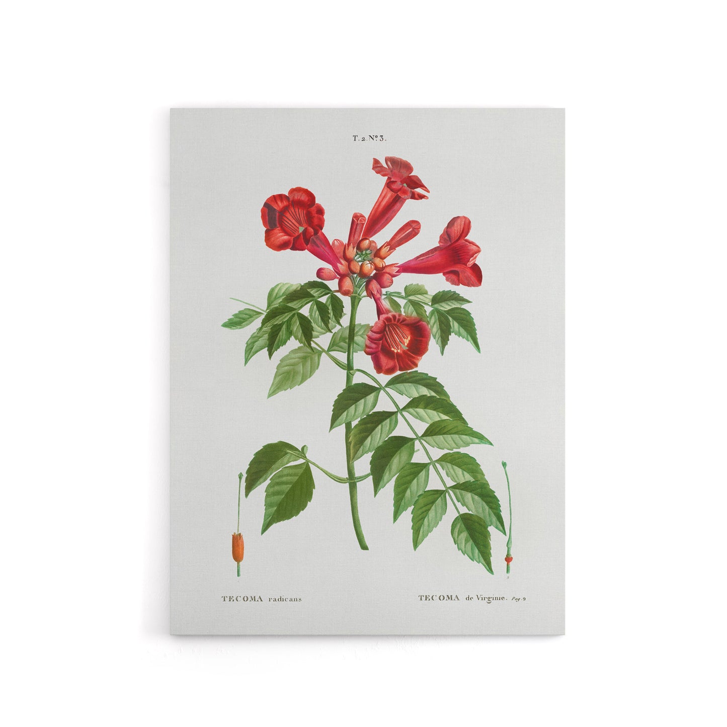 Trumpet Vine Flowers Redoute Vintage Canvas Wall Art