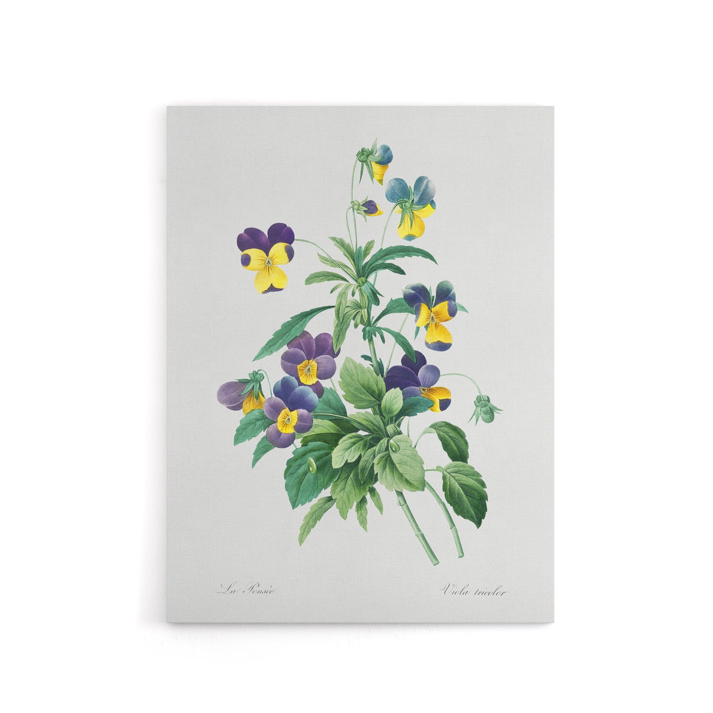 Wild Pansy Flower Illustration Redoute Vintage Canvas Wall Art