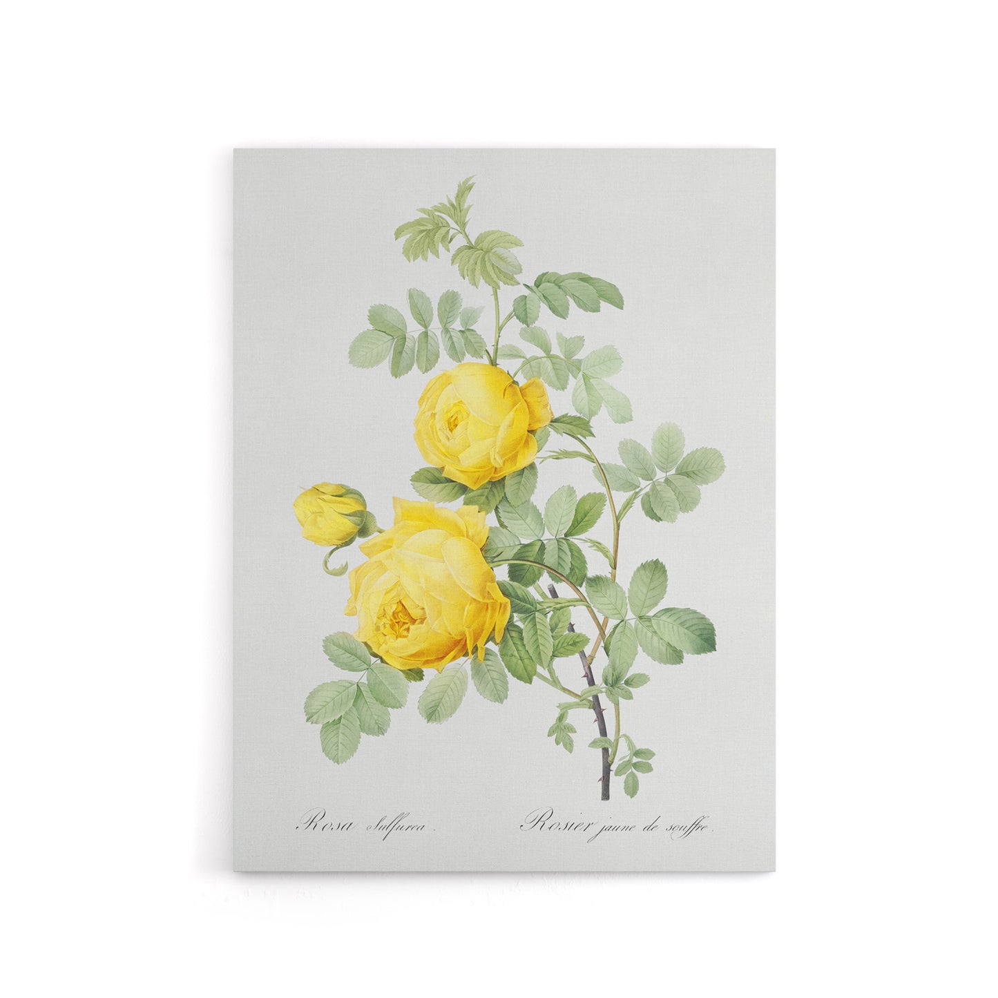 Yellow Rose Botanical Redoute Vintage Canvas Wall Art