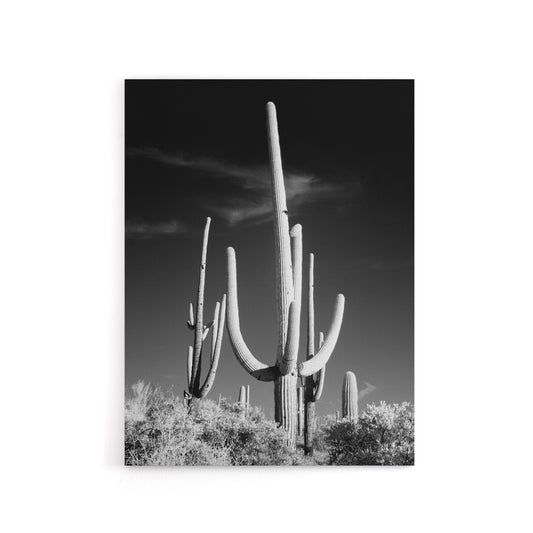 Saguaro Cactus Arizona Carol M Highsmith Canvas Wall Art Print